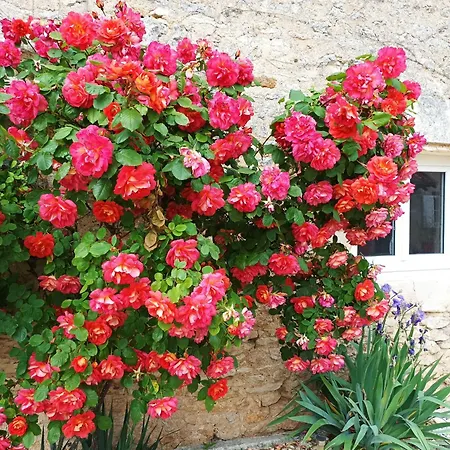 Les Iris - Chene *