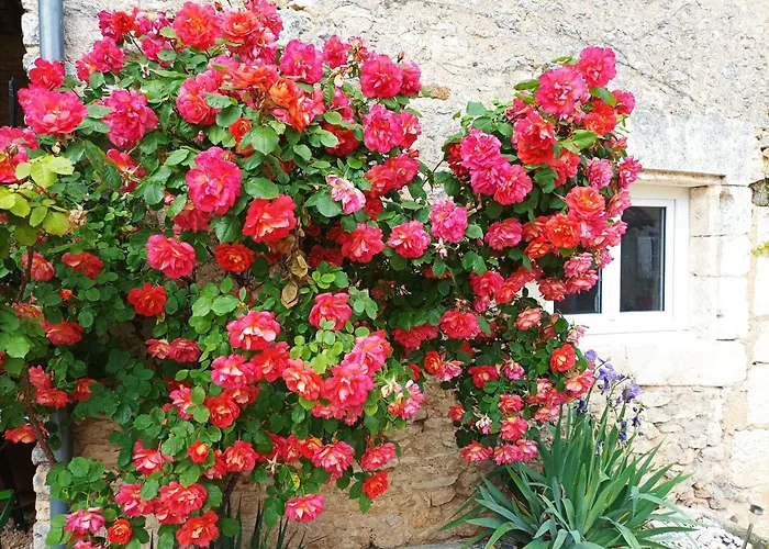 Les Iris - Chene - Petit Dejeuner 3*